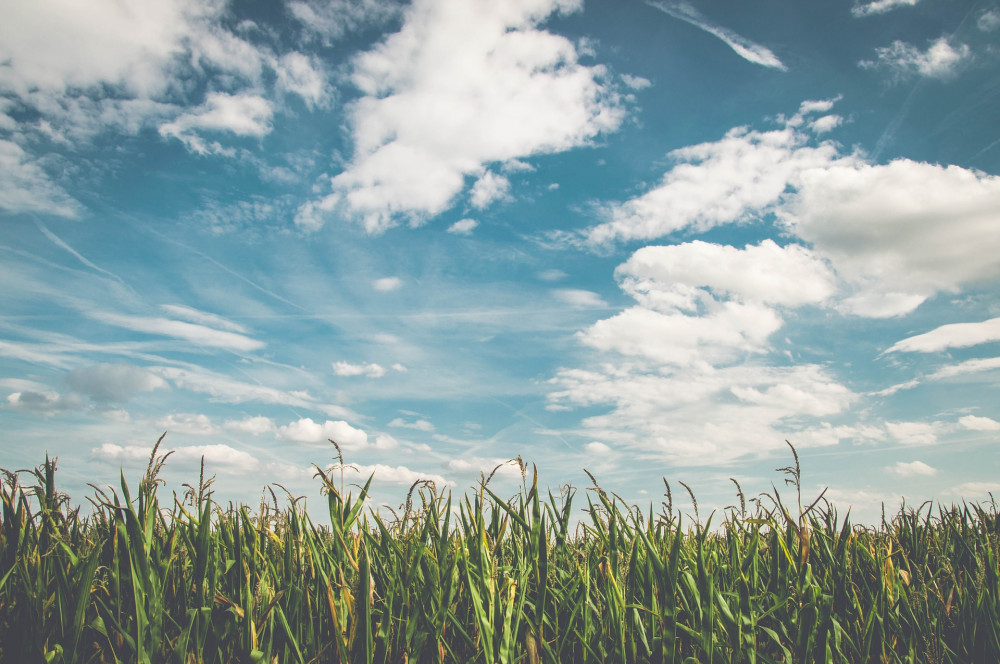A field of green grass with a vibrant blue sky scattered with white clouds. 