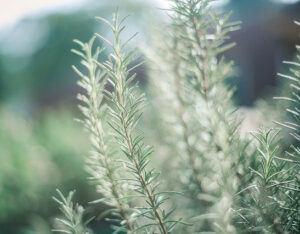 Several stalks of light green fresh rosemary growing in the wild.