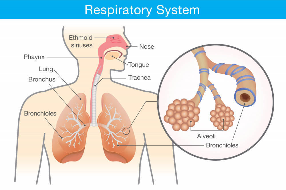 A diagram of the respiratory system that is a cartoon image of a person with the throat, lungs, and bronchial tubes drawn and highlighted. 