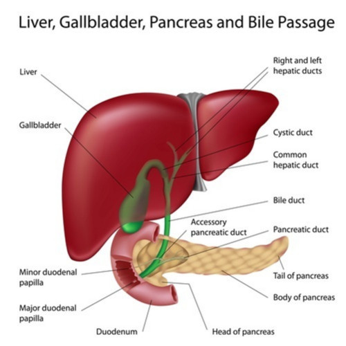 A diagram of the liver, gallbladder, and pancreas showing how and where the bile moves through the biliary tract. 