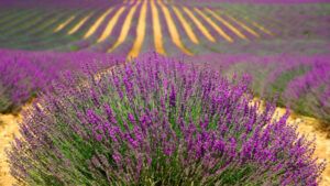 A lavender field. 