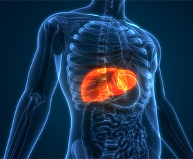 A translucent human figure with the liver organ illuminated in bright yellow and orange.