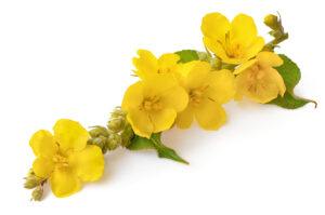 Mullein flowers. 