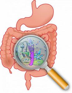 A cartoon of the gastrointestinal tract with a magnifying glass over the intestines and cartoon organisms with eyes within it.