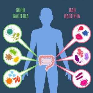 A diagram of the human body with the intestines displayed and good and bad bacteria shown.