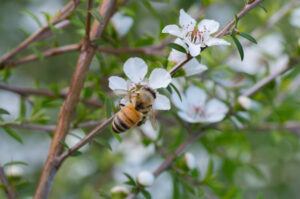 A honey bee on a manuka tree blossom.