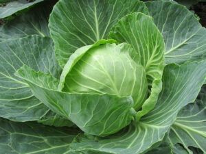 A whole green cabbage within its large green leaves.
