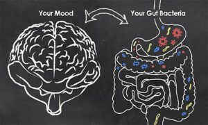 A drawing of the brain next to the gut symbolizing how gut bacteria impact one's mood.