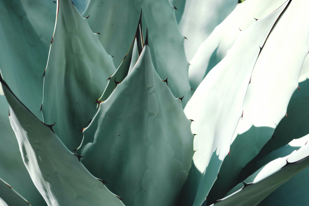 A large aloe vera plant.