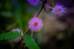 A mimosa pudica plant with pink blossoms.