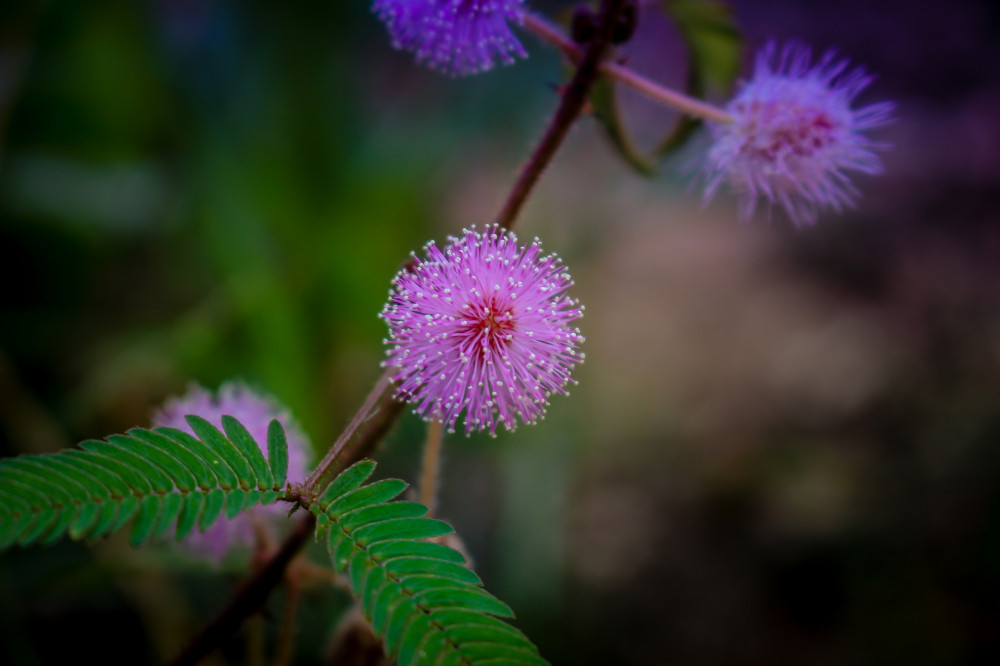 What Is Mimosa Pudica? One of My AllTime Favorite Supplements, Hands
