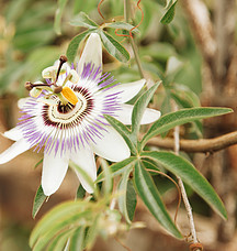 A passionflower blossom.