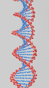 A strand of DNA.