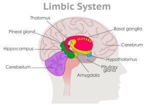 An illustration of the limbic system of the brain. 
