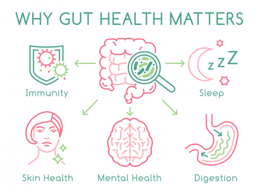 A diagram displaying the many important roles of the gut.