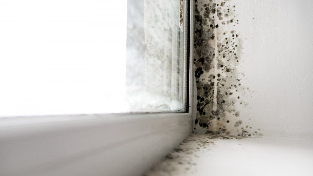 Mold growing along a window frame.