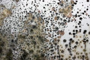 Mold growing on a wall.