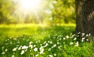 Sunlight shining down on grass.