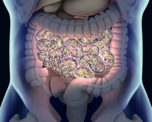 A translucent human abdomen showing the intestines.