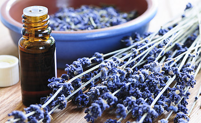 Lavender herbs with an essential oil bottle.