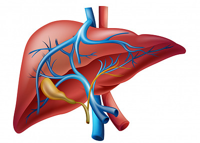 The liver, gallbladder, and biliary tract.