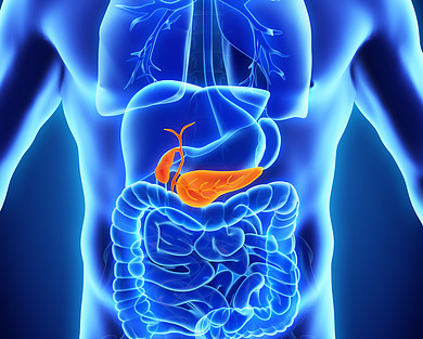 The mid section of the human body with the pancreas illuminated in orange.