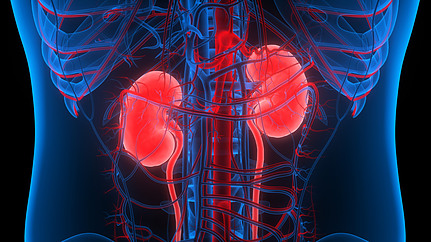 Anatomy of the kidneys.