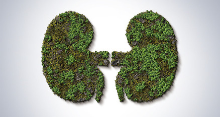 Kidneys made out of green trees.