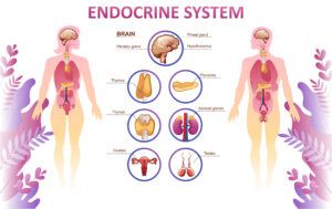 A diagram of the human endocrine system. 